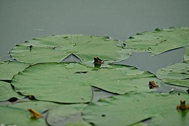 开发者称《塞尔达无双：封印战纪》原为Switch1打造